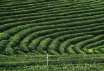 herbata-plantacja-pixab-zdrowesmaczki_E.jpg