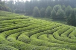 herbata-plantacja-pixab-Easy-Resize.jpg1.jpg