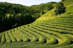 herbata-uprawa-2020-Easy-Resize.jpg