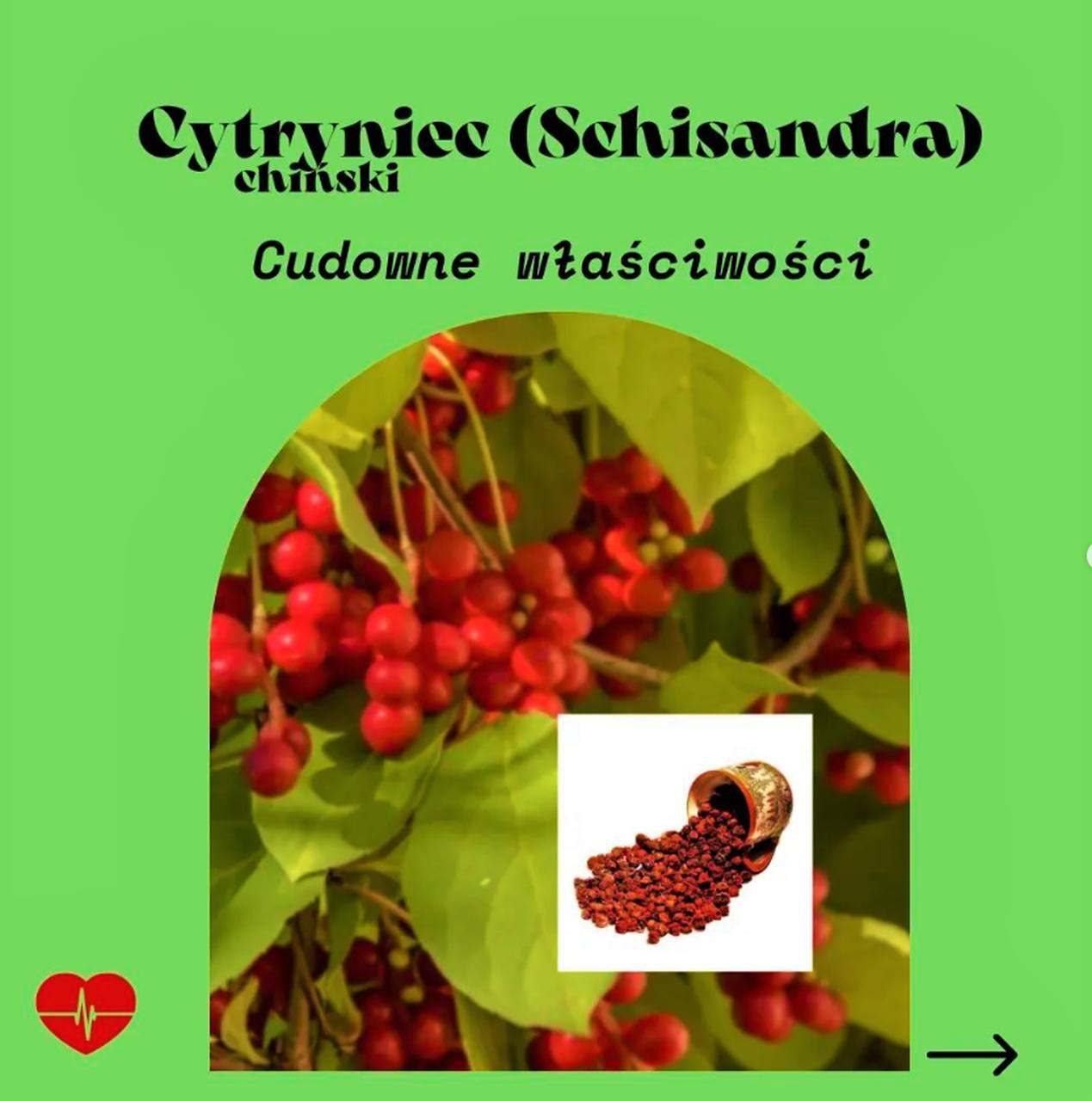 CYTRYNIEC CHIŃSKI I JEGO TAJEMNICE
